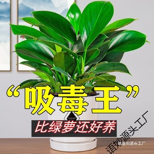 �������ֲ���K��荾G�}�jˮ����~�Gֲ�����k���҃ȑ��˺É�����