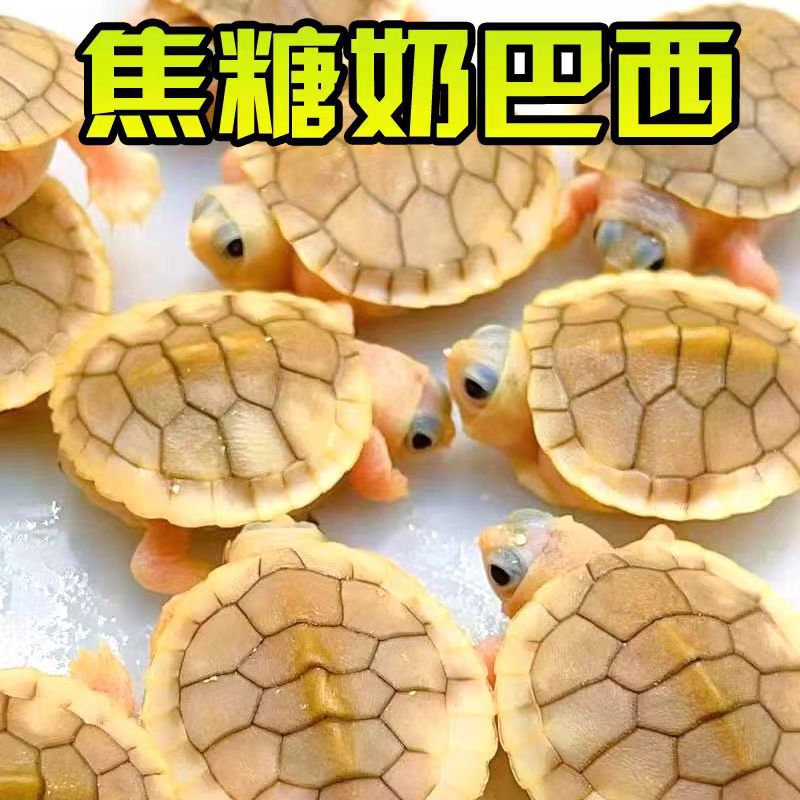 焦糖果冻巴西龟变异乌龟白化苗小乌观赏宠物深水黑化巴西招财龟