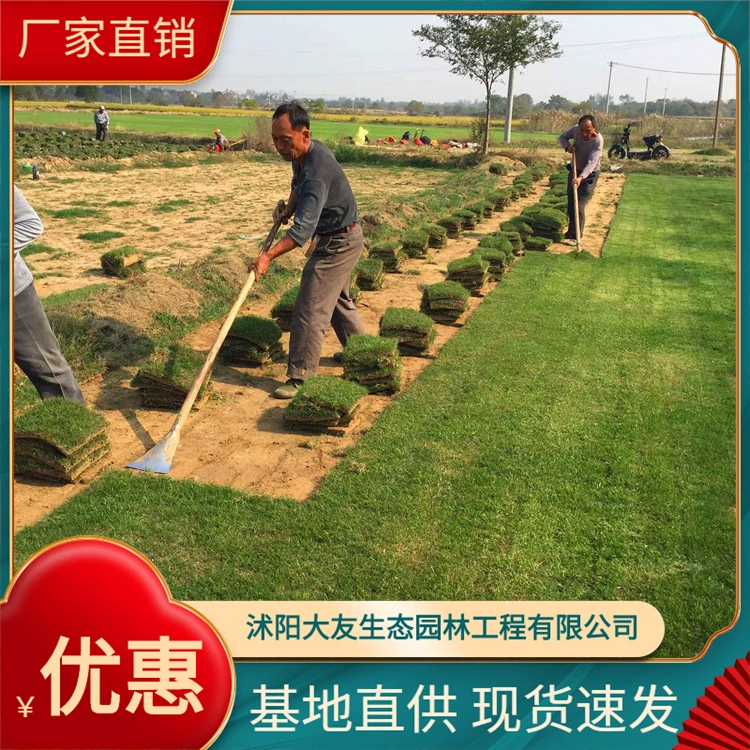 База прямых продаж газон Манила Фруктовый хребет трава Four Seasons зеленая ножка квадратная Лопата для газонов фермеры Цена