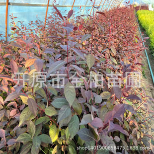 �������l��֦�t�~��С��t�~������ľ���͘���֦�t�~����辰