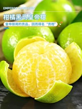 广西皇帝柑大果桔子新鲜水果10斤蜜桔香甜橘子贡柑砂糖沃5柑批发