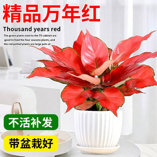 �ļ����B��������ֲ������f��t���Լ����t����ʺ�͏d�Gֲ�҃�