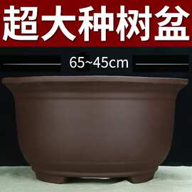 特大号紫砂花盆种树老桩清仓特价60cm以上超大种发财树铁树陶瓷盆