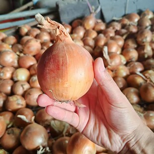 �����޿����[���R�����[�¼��¿����[̩�����[�Ж|���[