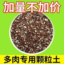 专用土壤进口小颗粒多肉铺面石多肉小苗成株老桩通用型多肉颗粒土