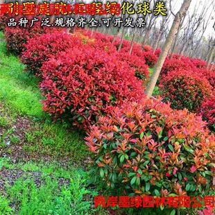 �t�~ʯ������С��G��ֲ��Gɫֲ��ͥԺ�G����ľ�ߗU����t�_�e