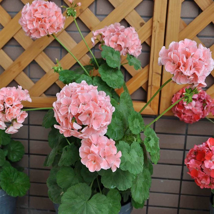 Четыре сезона Цветущая Герань в горшке двойной цветок герани рассада балкон цветы во дворе Гортензия комнатные зеленые растения