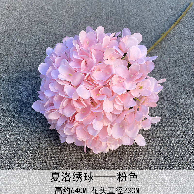 Hortensia Rosa Charo