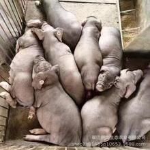 纯种太湖母猪高产梅山母猪一代太湖母猪二花脸母猪苏太母猪