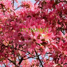 ľ�޻����� ľ�޻���Ӣ�ۘ� �tľ�����Ե���ͥԺ���F��·�G�����