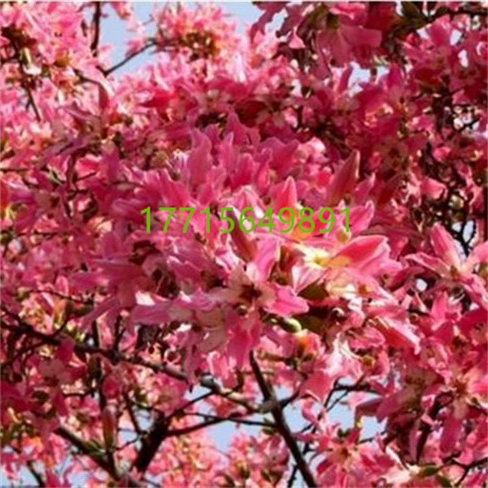 Капок Дерево Рассада Капок Рассада Герой Дерево Красный Капок Посадка в горшке Полевой сад Ценная дорога Озеленение деревьев