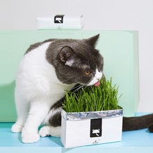 @未卡懒人猫草种子无土壤水培种植套装小麦草