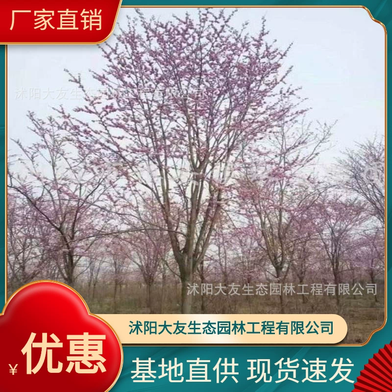 База Оптовая Продажа Саженцы гигантской баухинии собственного производства Живописный район Ландшафтный дизайн Дорога Сад Инжиниринг Озеленение Саженцы