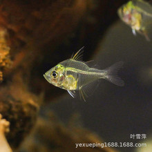 玻璃灯鱼 玻璃灯鱼品牌 图片 价格 玻璃灯鱼批发 阿里巴巴