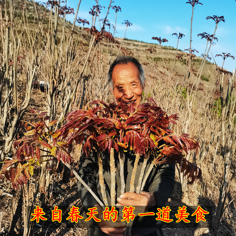 Base Wholesale Toon Saplings Picked in All Seasons Red Oil Toon Saplings South and North Ground Potted Courtyard Planting Base Wholesale Toon Saplings Picked in All Seasons Red Oil Toon Saplings South and North Ground Potted Courtyard Planting