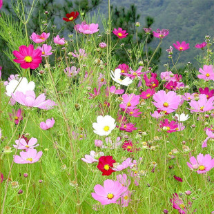 ��˹�շN�Ӹ�ɣ���ݷN���ļ����NҰ���M�ϸߗU���U�҃������׳ɻ�