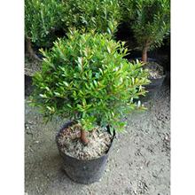 С�~����辰�t���S���z�ľ΢�������k������ľ�辰���ܾGֲ