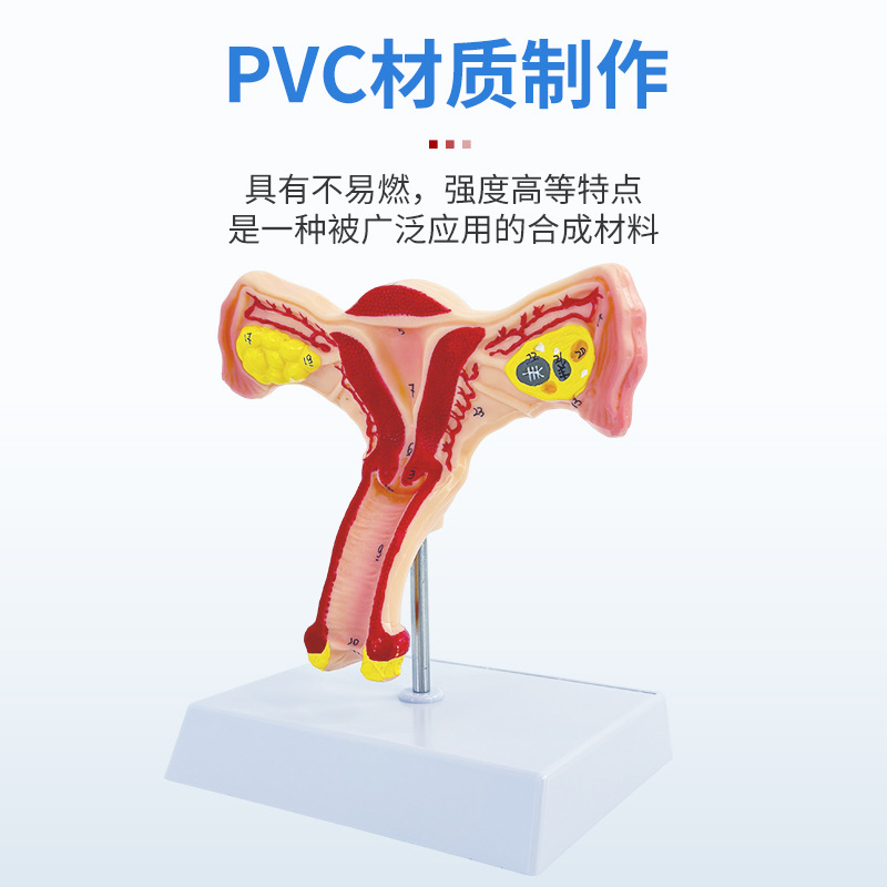 ҽѧŮ���ӹ�ģ���ѳ���ֳ�ṹ����ģ�͸��Ƹ������ѳ��ӹ�ģ��