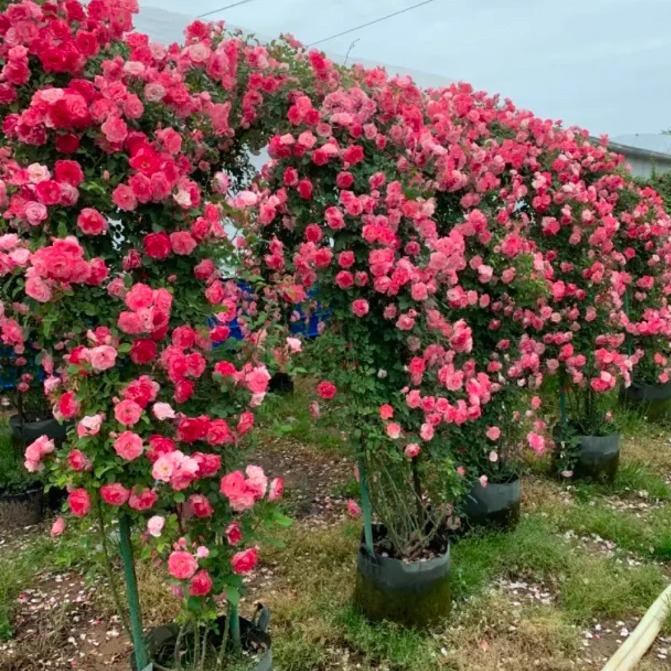 一件代发粉色达芬奇爬藤月季蔷薇花苗藤本月季特大花四季开花盆栽