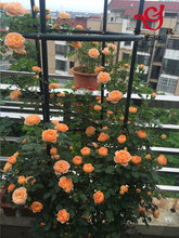 蔷薇架子室外阳台玫瑰花蔷薇改造壁挂装饰伞型蘑菇支撑花架支架