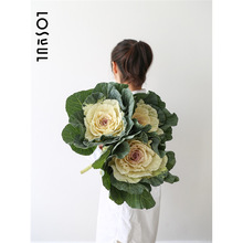 羽衣甘蓝野奢鲜花生活鲜切水培绿植水养植物叶牡丹Ins风小众鲜花