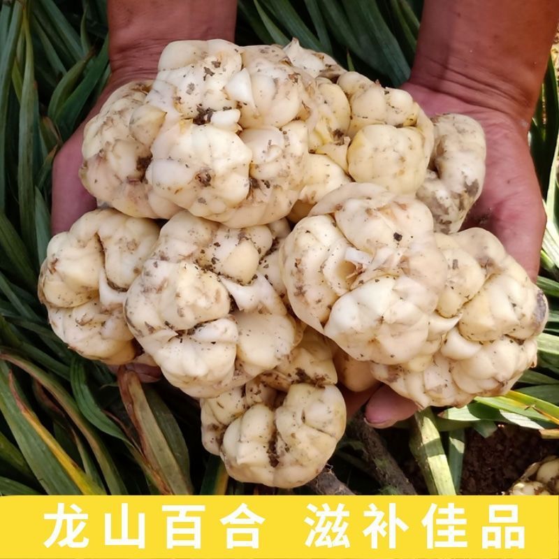 龙山新鲜百合现挖新鲜食用微苦无硫非兰州宜兴百合干货级功效|undefined