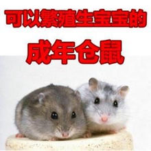 ������ʹ�ֻĸ�N�}���}������̥��̥ĸ���пɷ�ֳ�L��ë�}��