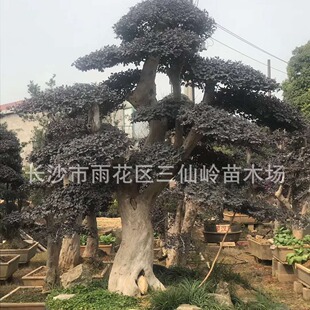 ���l�@�ֹ��̾G����ľ���� �t���^ľ �t���^ľ�� ���ͼt����ľ��