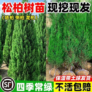 �ɰؘ����ļ�����ؘ������؂Ȱ؈A������Ĺǰ����ͥԺ���̾G����
