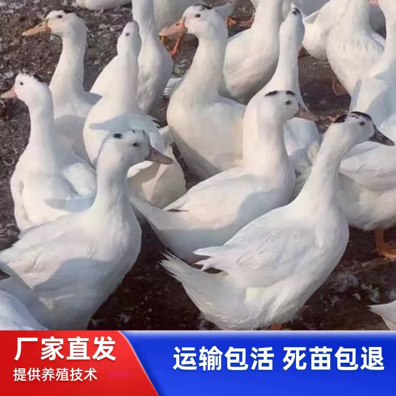 Продажа: маленькие утятки, бройлерные утки М18, утятки с черно-белым пером, бройлерные утятки, маленькие утятки, бройлерные утки оптом.