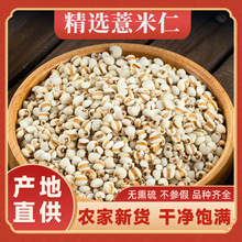 中药材贵州薏米仁薏仁米新货新米薏苡仁意米新鲜正宗意薏仁糯薏米