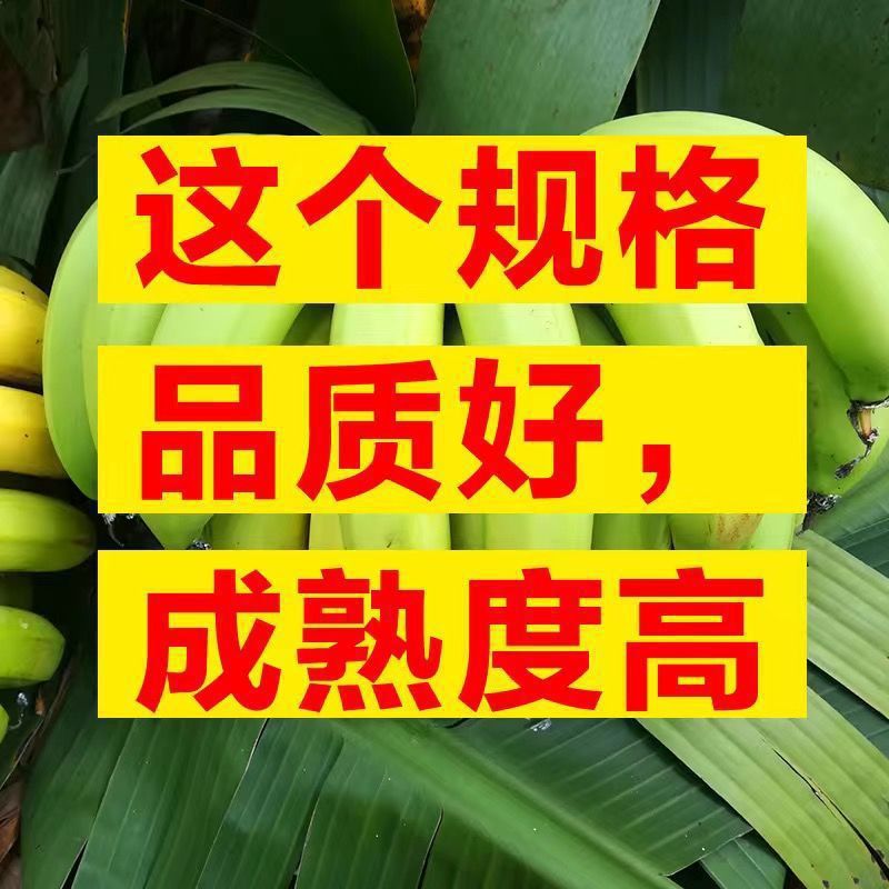 추천 : 고산고목 바나나 - 추천품질 : 상자에 담긴 고급바나나 4.5-5kg개