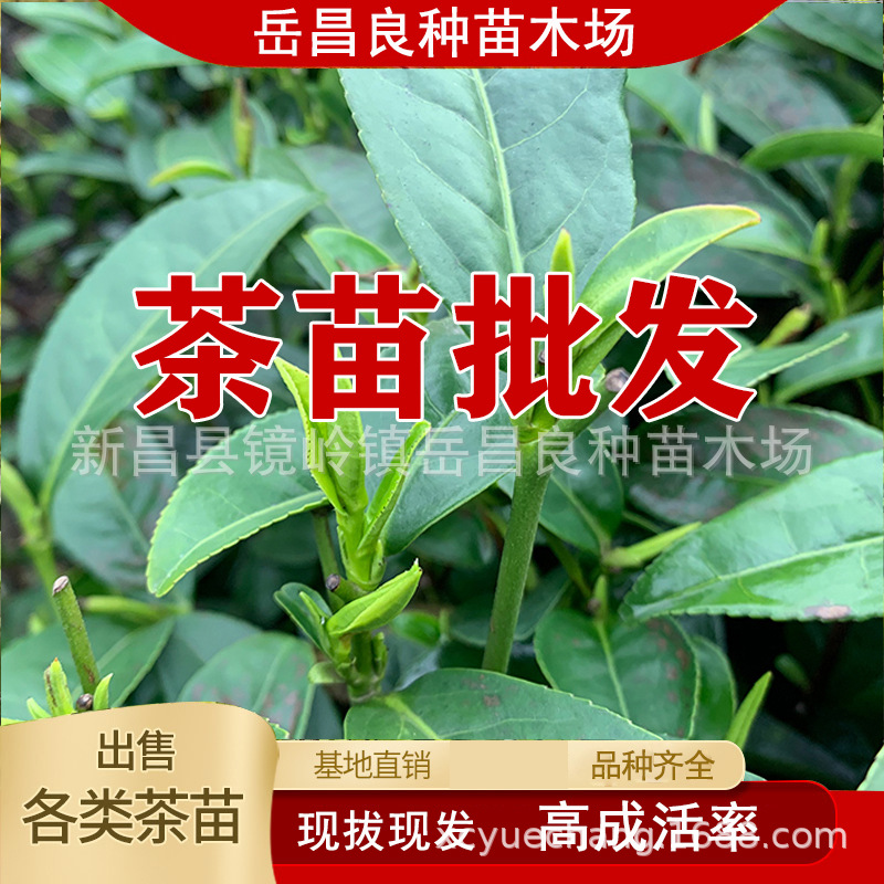 【中茶108茶苗】中茶108茶叶苗 中茶108茶树苗浙江龙井绿茶苗批发