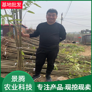 ���l�㴻���� �׏�3�����㴻����  ����ҊЧ�� �t���㴻����