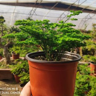 ��������������ɽ�������������������[�@ˇ���]����