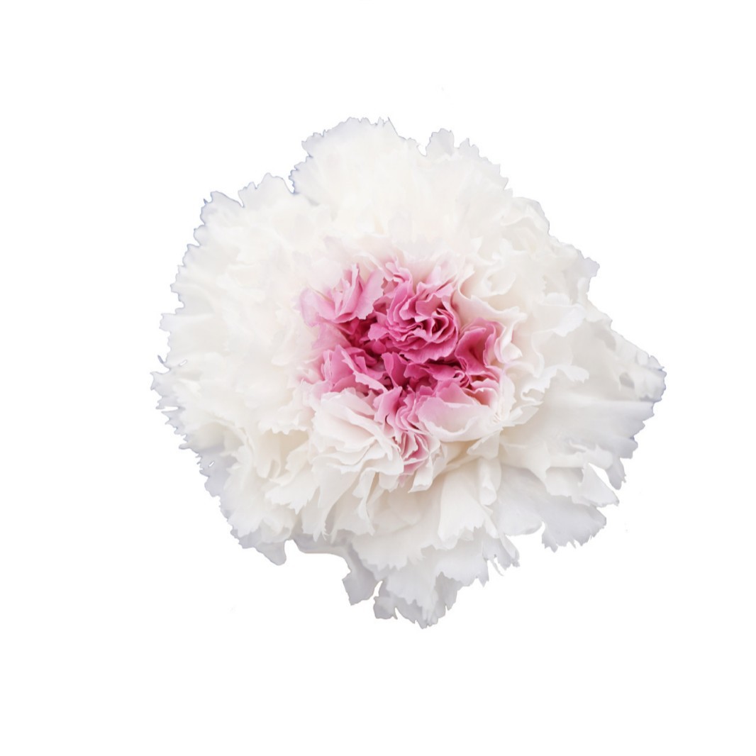 Blanco + Corazón púrpura