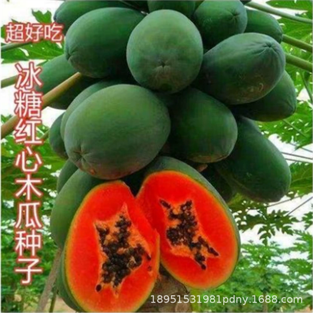 Молоко Красное Сердце Рассада папайи Красный Карлик Фрукты Рассада Папайи Четыре сезона Фрукты Юг Север Посадка сада в горшке