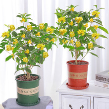 ļ  ͥԺ𵤹k҃Ȼ̨w辰