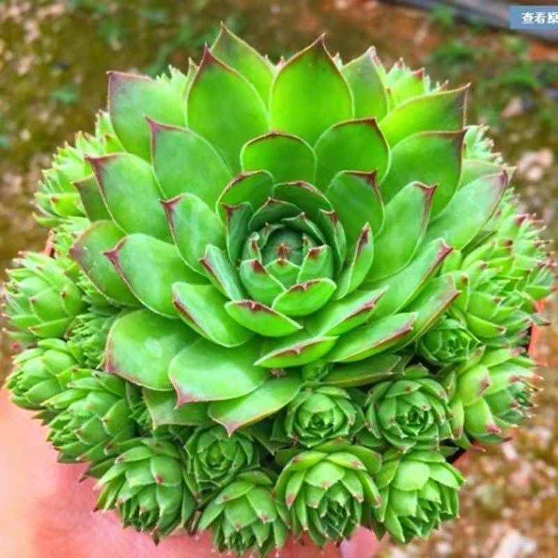 Суккулентный растение Гуаньинь лотос, большое горшечное растение, которое легко выращивать в офисе, большой комнатный суккулентный старый сучок, балконный бонсай