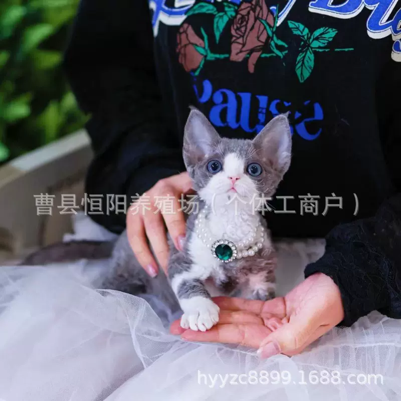 宠物猫活体德文卷毛猫幼猫活体英短猫蓝白拿破仑猫咪银渐层猫活体