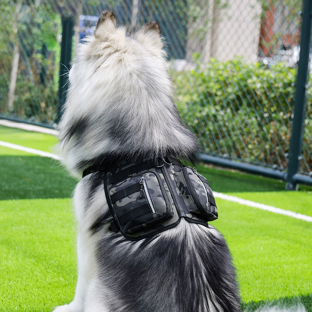 Новый собачий рюкзак выходит на улицу