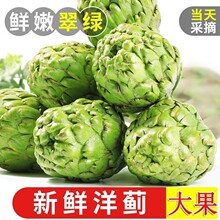 云南大果洋蓟可食用特产朝鲜法国百合现发新鲜网红洋蓟当季蔬菜