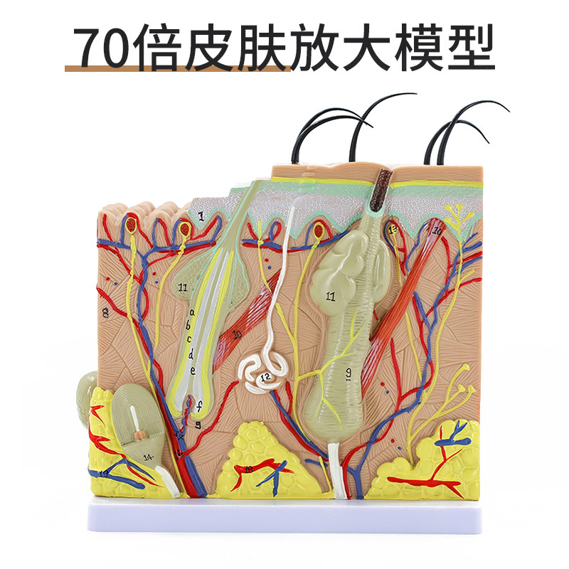 70���Ŵ�� ����Ƥ����֯�ṹ����ģ�� ΢��Ƥ�������������ν�ѧ