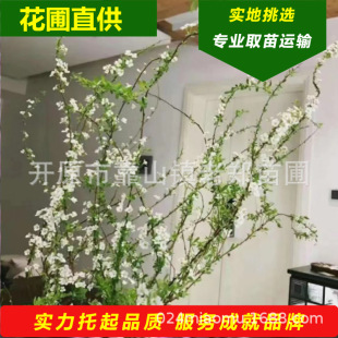 Snow Willow Fresh Branches Hydroponic Dry Branches Spray Snowflake Green Plants Indoor Florals Water-Raised Florals Spirea Potted Flower Arrangement
