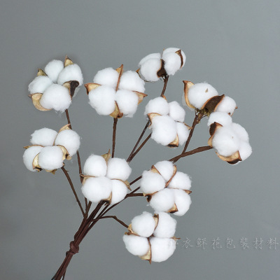 白色棉花带杆 10枝