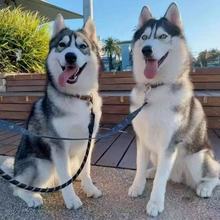 哈士奇幼犬活体狗狗蓝眼睛二哈雪橇犬工作犬护卫犬宠物狗活体