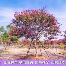 紫薇花树苗美国红火箭百日红老桩庭院盆栽地栽紫薇树耐寒风景树苗