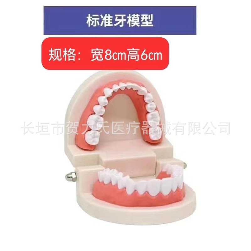 Tooth Model Oral Teaching Model Kindergarten Dental Model Small Dental Model Whole Box Wholesale Oral Materials
