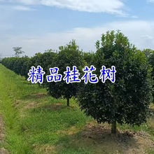 丛生桂花树15cm至55cm大桂花树 西南桂花 桂花古树金桂四季桂树苗