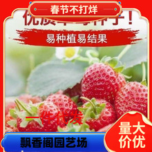 一件代发草莓种子四季易活草莓籽庭院阳台盆栽室内外花卉花种籽子